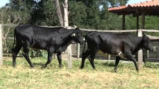 Vídeo 6 - 3º LEILÃO ANUAL SÍTIO UNIÃO | GADO HOLANDÊS HVB E HPB GC1 A GC6