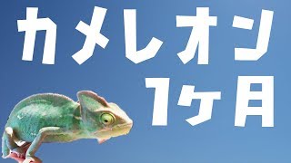 カメレオン飼育1ヶ月でこうなる