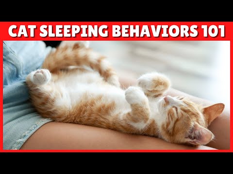 What Does It Mean When My Cat Sleeps On Me? 🙀😻 TOP 5 REASONS
