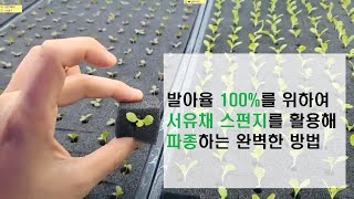 서유채 스펀지 100%활용하여 파종하는법 A부터Z까지 (수경재배스펀지)