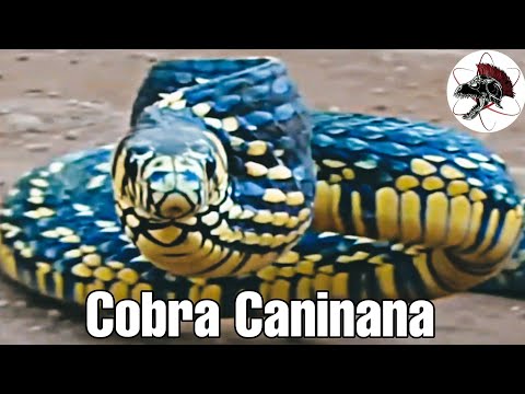 , title : 'Cobra Caninana a mais rápida brasileira | Biólogo Henrique - Biólogo das Cobras'