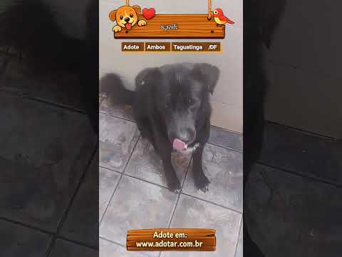 Vídeo de spaik