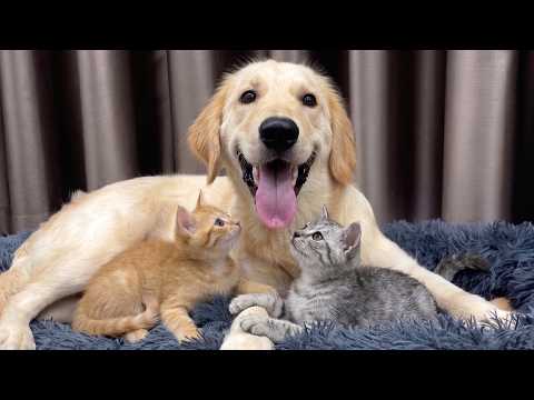 YouTube 썸네일