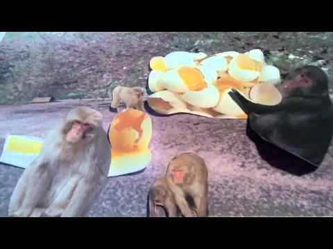 Monkeys Stole My Eggs - Burgers of Beef