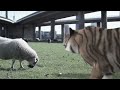 Tiger Attack 360p