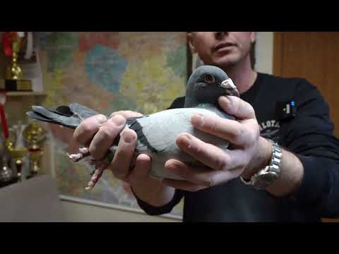 Rafał Pasoń - 0169 Jędrzejów / 7 Adult Males (partners of females from the classic show)