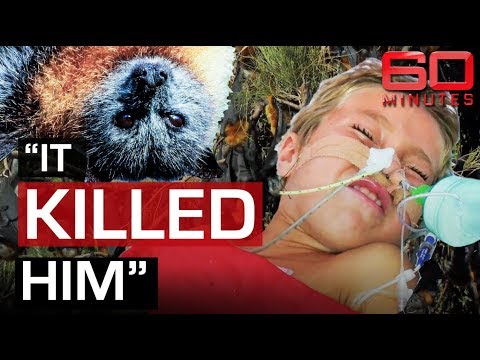 Deadly threat of Bat Lyssavirus | 60 Minutes Australia
