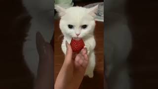 funny cat eating strawberry #shorts #shortvideo #cat #funny #eating #strawberry