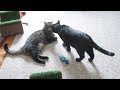 Boo Day 285 A Nasty Hairball Brushing And Switching Up Rooms Cat Reality Show Soap Opera