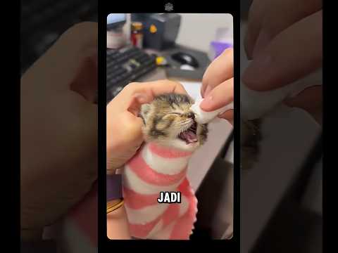 Jangan Paksa Buka Mata Anak Kucing Baru Lahir, Ini Akibatnya!