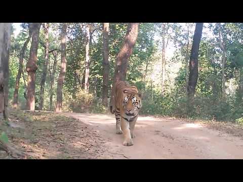 Majestic Tiger at the Kanha Tiger Reserve