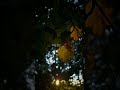 Jaane Kiski Hame Lag Gayi Hai Nazar Tune Jo Na Kaha Lyricvideo Aestheticlyrics Sadsong