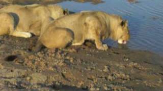 preview picture of video 'Walking with two 17 month old male lions antelope park zimbabwe'