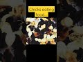 Chicks eating food| baby chicks| #ebadcreations |#shorts
