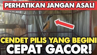 Download lagu TYPES OF CENDET PILIS THAT ARE EASY TO GACOR (MENTAL)‼️ mp3