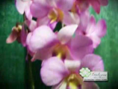 Programa Neusa Bighetti exibido no dia 02/05/2010 - Galeria das Flores