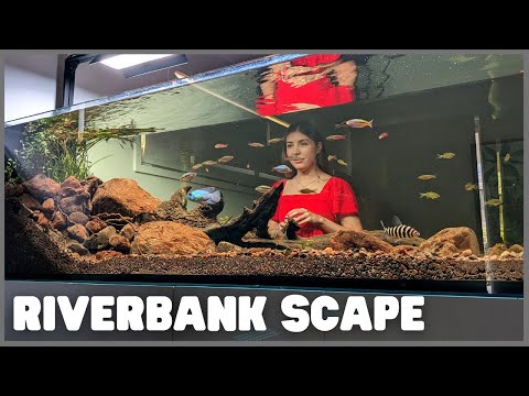 Building a RIVERBANK in my aquarium!