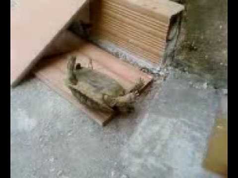 il mio tartarugo (enzo) si rialza