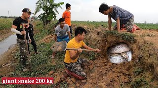 The Brave Youths Confronted the 200-Weight Giant Snake Hibernating in the Ground