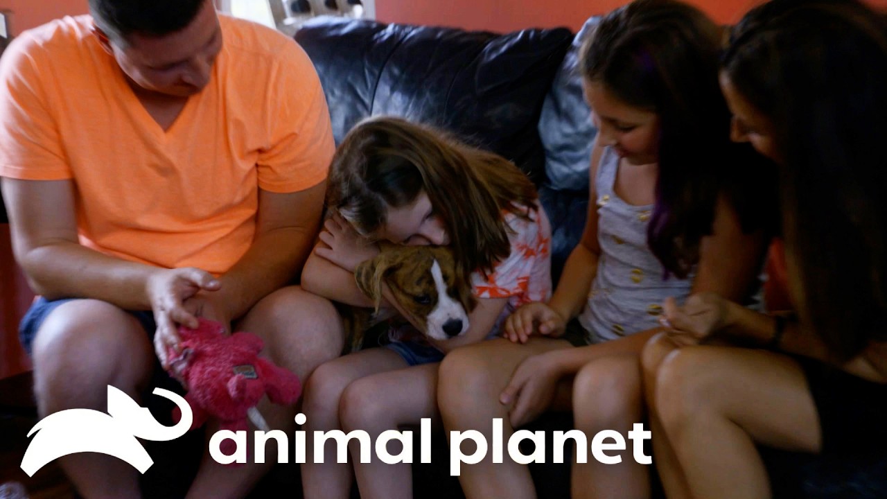 The Perfect Pup For a Kid! | Pit Bulls and Parolees | Animal Planet