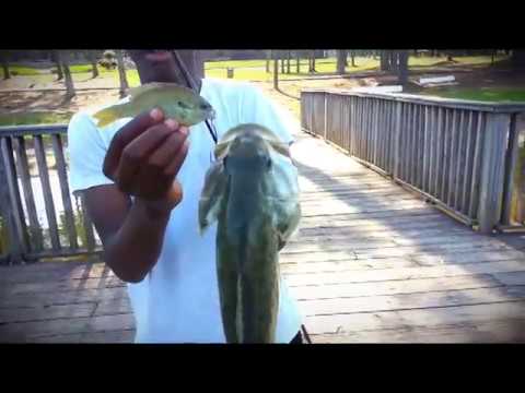 Huge Bass Caught On Live Bluegill !!