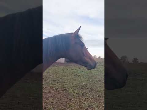 Звуки лошади. Ржание коня. Крик лошади