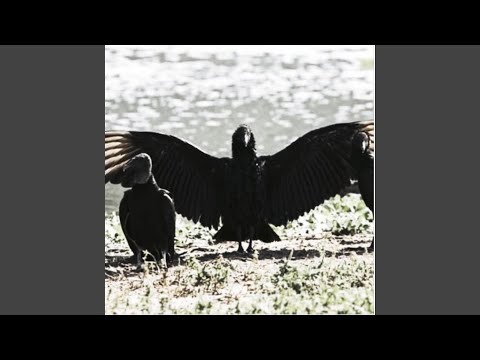 Video thumbnail for 919 2094 2288