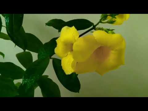 Balcony Garden Update - November, 2019