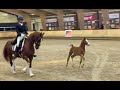 Dancing Foal Next To Mommy Zeronica His Name Is Odeer Atze X Talos