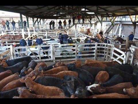 Resumen del remate 35° Aniversario de Martín G. Lalor - Jueves 1 de julio de 2021 - Merc. de Liniers