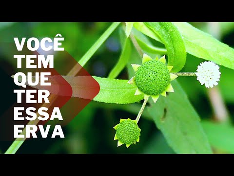 Erva-botão: saiba tudo sobre essa planta medicinal