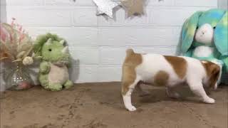 ペルシャの動画01