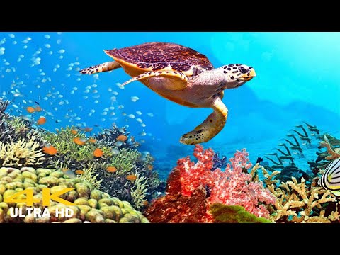 11 HOURS of 4K Underwater Wonders + Relaxing Music  Coral Reefs & Colorful Sea Life
