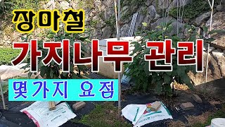 [텃밭농부 1,595]  장마철 가지나무. 관리방법 요점 몇가지. #가지재배