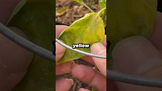 Why Do Plants Turn Yellow in Woody Soil? #shorts