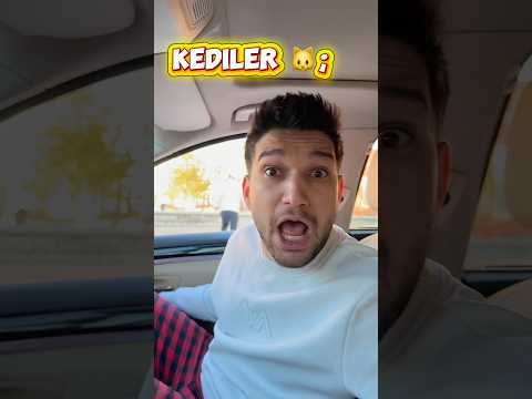 Köpekler vs kediler hırsıza tepki