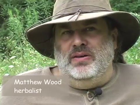 DIY Herbs: Red Clover - YouTube
