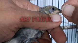 Download lagu UNBOXING!!!!KECIAL KOMBO CUCAK KOMBO BETINA GACOR DORR MANTAP mp3 Download lagu UNBOXING!!!!KECIAL KOMBO CUCAK KOMBO BETINA GACOR DORR MANTAP mp3