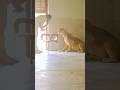 Tiger Badshah Animaldog Dog Badboyshah Dogbreeds Animal