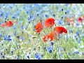 Peaceful Music, Relaxing Music, Instrumental Music "Hillside Meadow" by Tim Janis