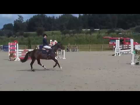 Erin *2012 Holsteiner mare by Uriko - Cormint - Casall
