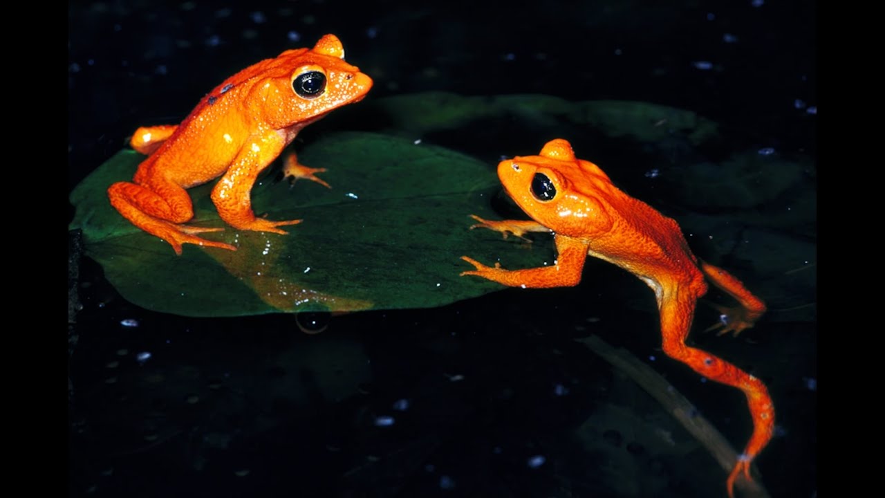 Class Amphibia Part 2: Body Systems