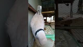 White dove male calling female for breeding #short dove