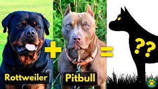 WHAT IF a Rottweiler is Crossbred With Pitbull terrier