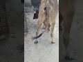 Treatment Of Prolapse Of Vagina Viral Short