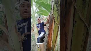 Download lagu k3n4 mp3