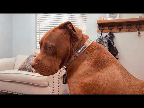Pitbull Throws The Biggest Tantrum Ever When Grandma Says No