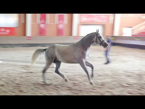 14 Hengst / Stallion v. Cornet Obolensky - Cassini I