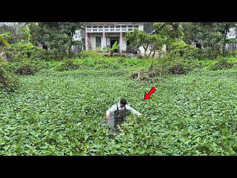 The Unexpected Revival of a Garden Pond Abandoned for 25 Years Surprised the Neighbors