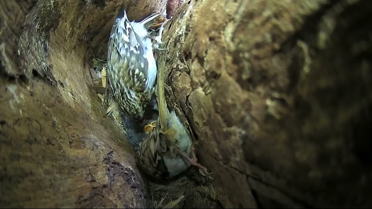 BBC Springwatch 2019 E07